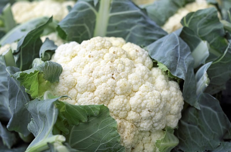 Plant-Based Dish
