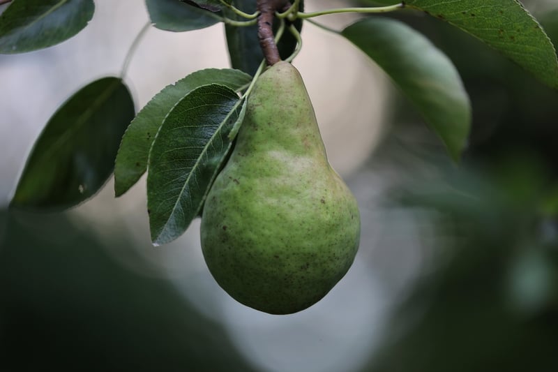 Tropical Fruits